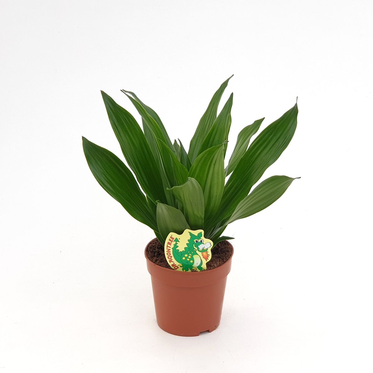 ikea goldfruchtpalme Goldfruchtpalme XL | Dypsis