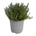 Thymus vulgaris 'Faustini'