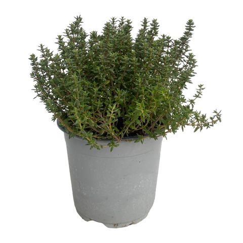Thymus vulgaris 'Faustini'