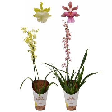 Oncidium MIX