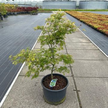 Acer palmatum 'Диссектум'