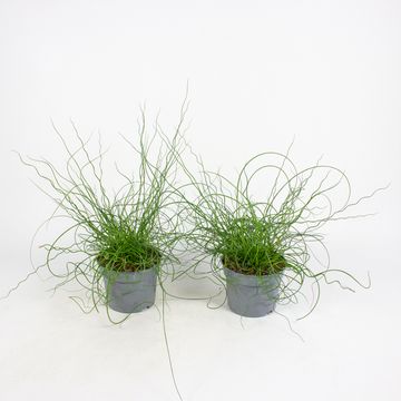 Juncus effusus spiralis