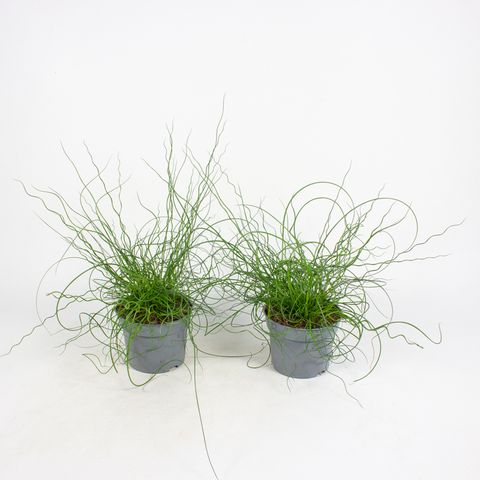 Juncus effusus spiralis