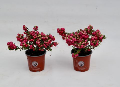 Gaultheria mucronata