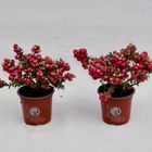 Gaultheria mucronata