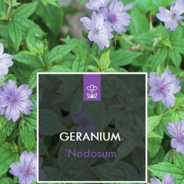 Geranium nodosum