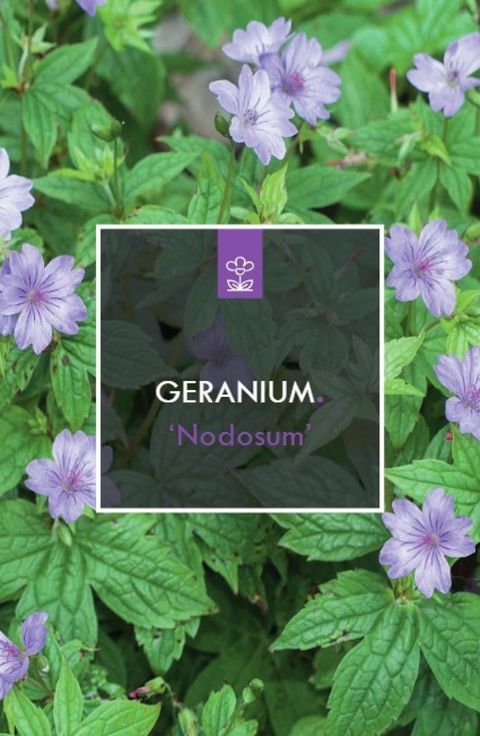 Geranium nodosum