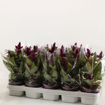 Celosia argentea INTENZ DARK PURPLE