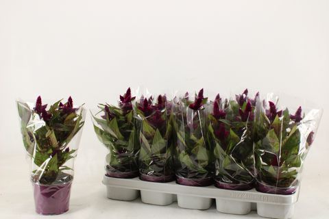 Celosia argentea INTENZ DARK PURPLE