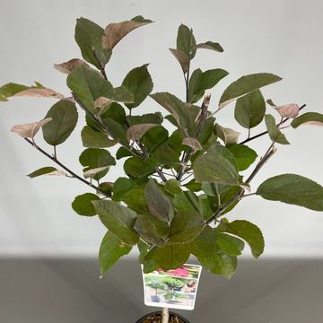 Malus transitoria APPLETINI