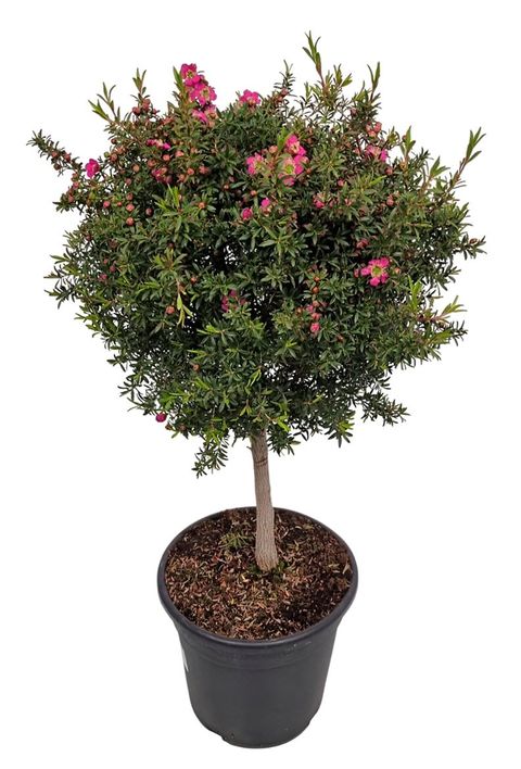 Leptospermum 'Sunshine'