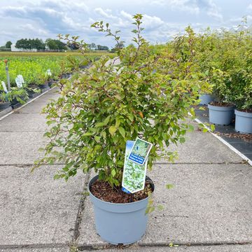 Prunus incisa 'Kojou-no-mai'