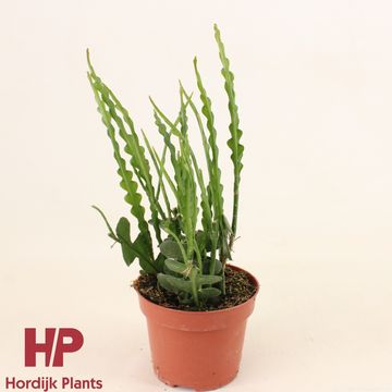 Epiphyllum anguliger