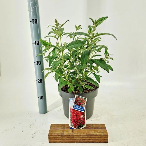 Buddleja davidii BUTTERFLY CANDY LITTLE BUBBLEGUM