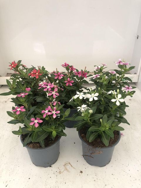 Catharanthus roseus