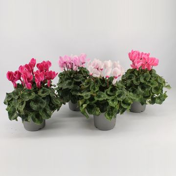 Cyclamen persicum SUPER SERIE MAMMOTH MIX