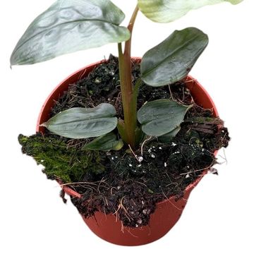 Alpinia rugosa