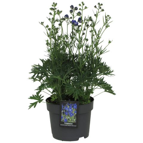 Delphinium OCEAN TIARA BLUE