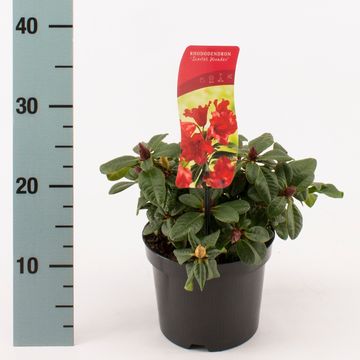 Rhododendron 'Scarlet Wonder' (F)