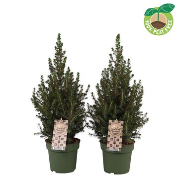 Picea glauca 'Коника'