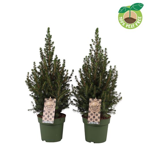 Picea glauca 'Conica'