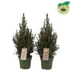 Picea glauca 'Conica'