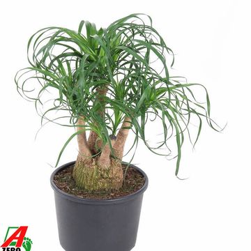 Beaucarnea recurvata