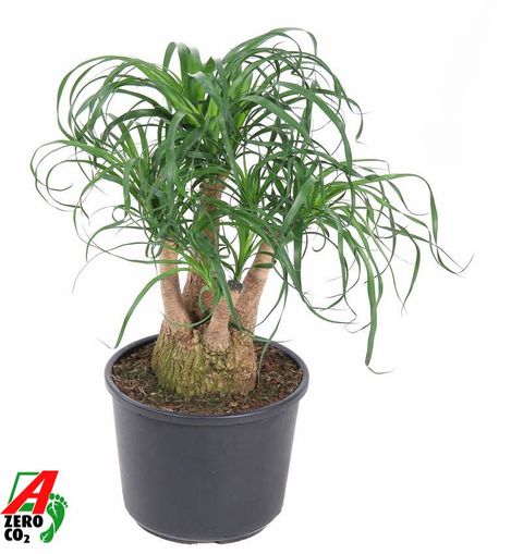 Beaucarnea recurvata