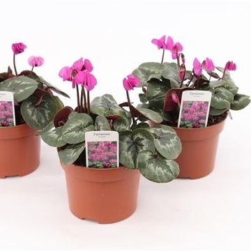 Cyclamen coum PURPLE