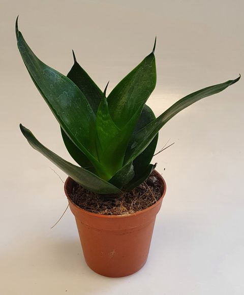 Sansevieria 'Jade Star'