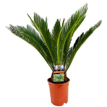 Cycas revoluta