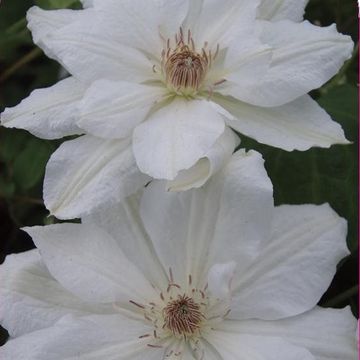 Clematis 'Mrs George Jackman' (LL)