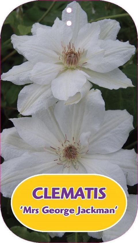 Clematis 'Mrs George Jackman' (LL)