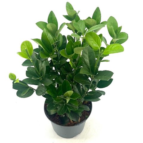 Euonymus japonicus GREEN MILLENIUM