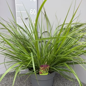 Pennisetum alopecuroides 'Red Head'