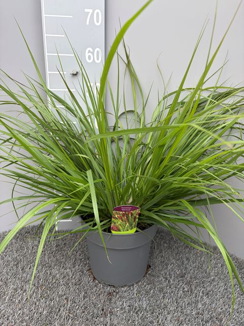 Pennisetum alopecuroides 'Red Head'