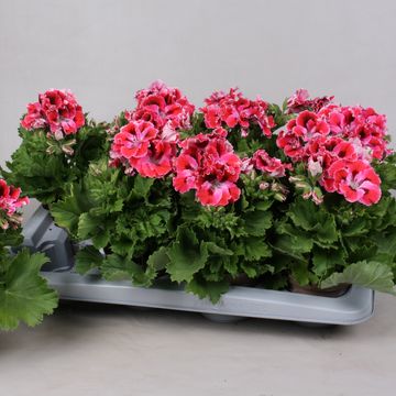 Pelargonium ELEGANCE RED VELVET