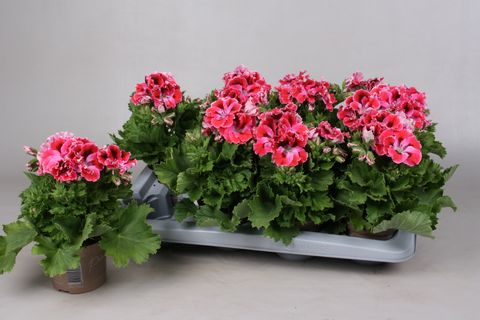 Pelargonium ELEGANCE RED VELVET