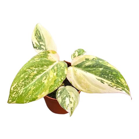Filodendron gloriosum 'Tricolor'