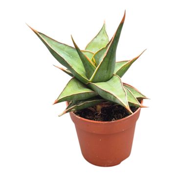 Sansevieria pinguicula