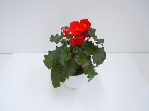 Begonia SOLENIA ROOD