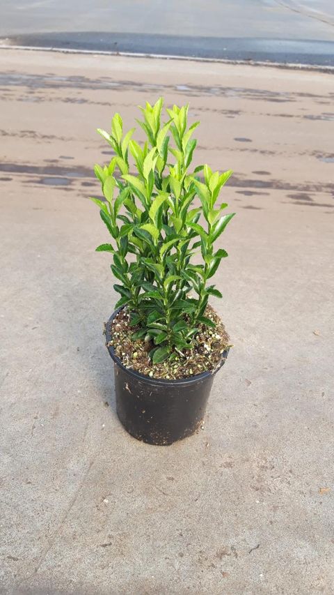 Euonymus japonicus 'Green Spire'