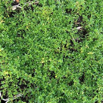 Thymus praecox 'Albiflorus'