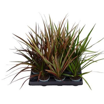 Dracaena MIX