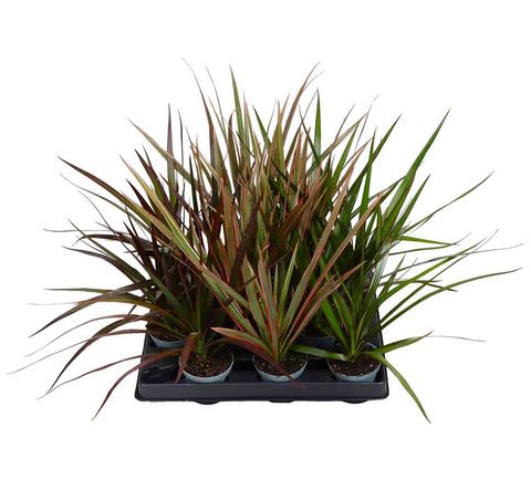 Dracaena MIX