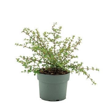 Ceanothus 'Blue Sensation'