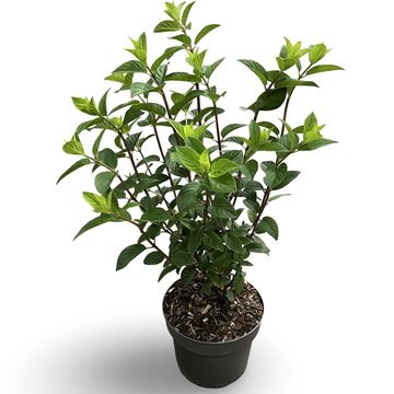 Hydrangea paniculata SUNDAE FRAISE