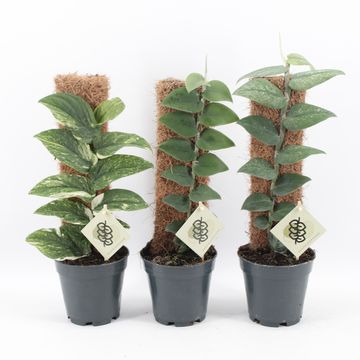 Rhaphidophora MIX