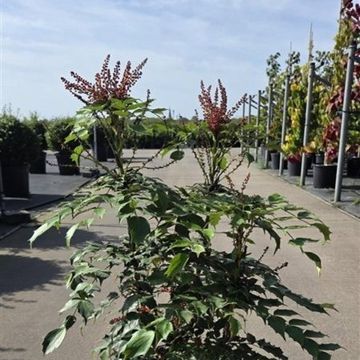 Mahonia 'Cabaret'