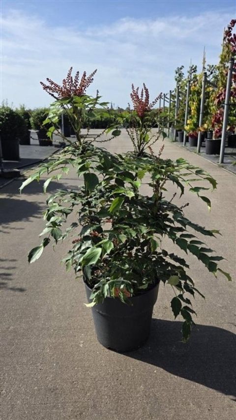 Mahonia 'Cabaret'